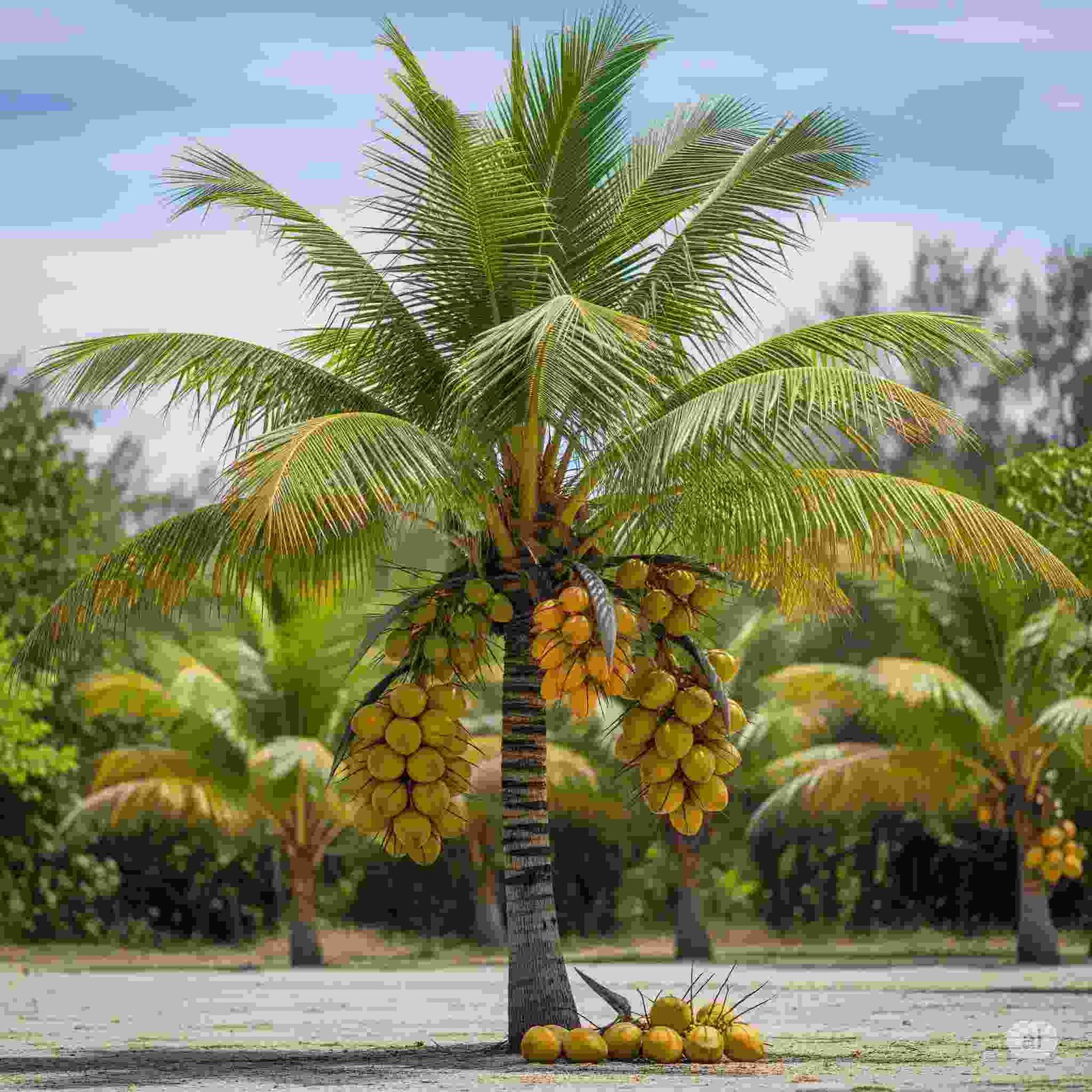 Lotan Coconut (લોટન નાળિયેર)